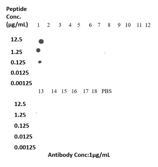 Dot Blot experiment of peptide using 82832-1-RR